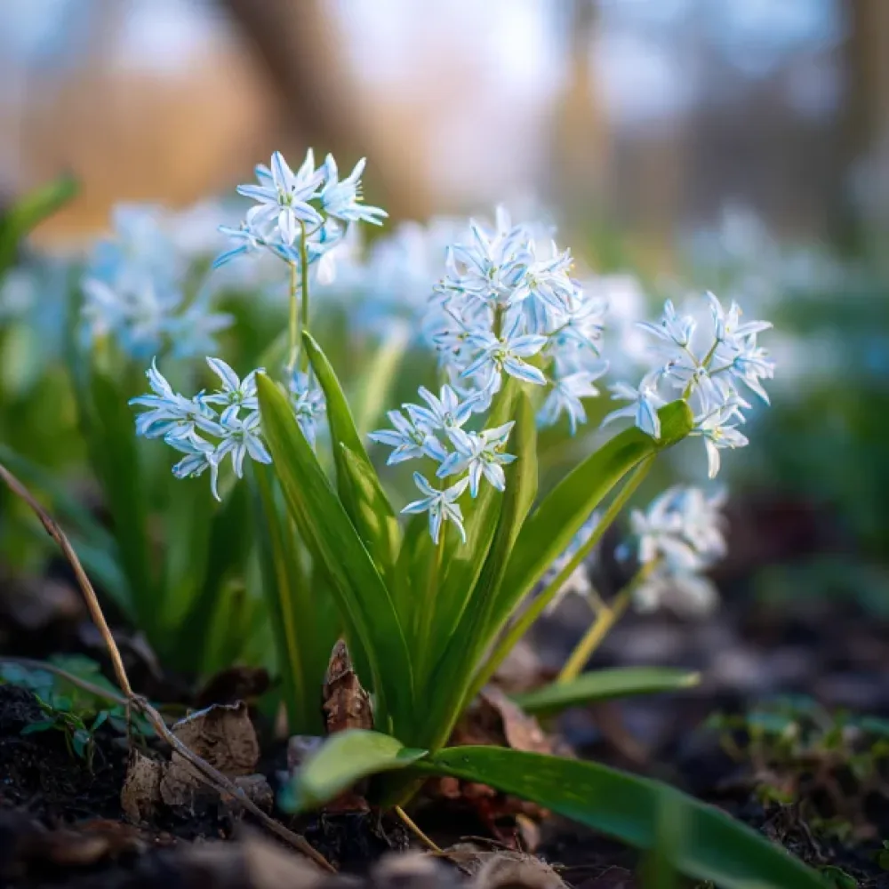 Ladoňka Siberica Alba (bílá)