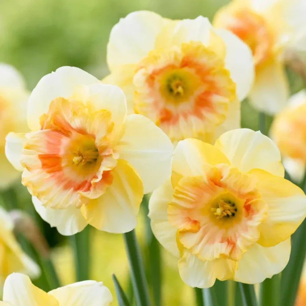 Narcis Yazz (oranžový)