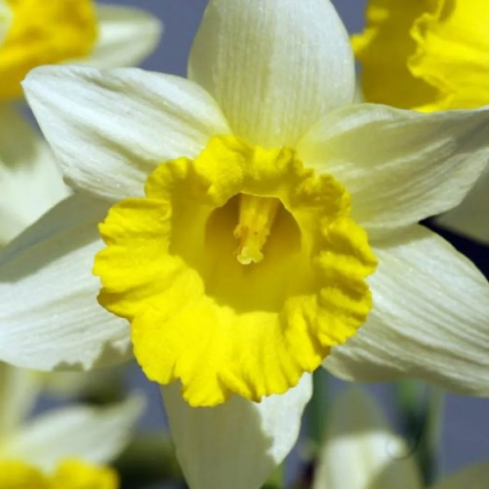 Narcis Topolino (žlutý)