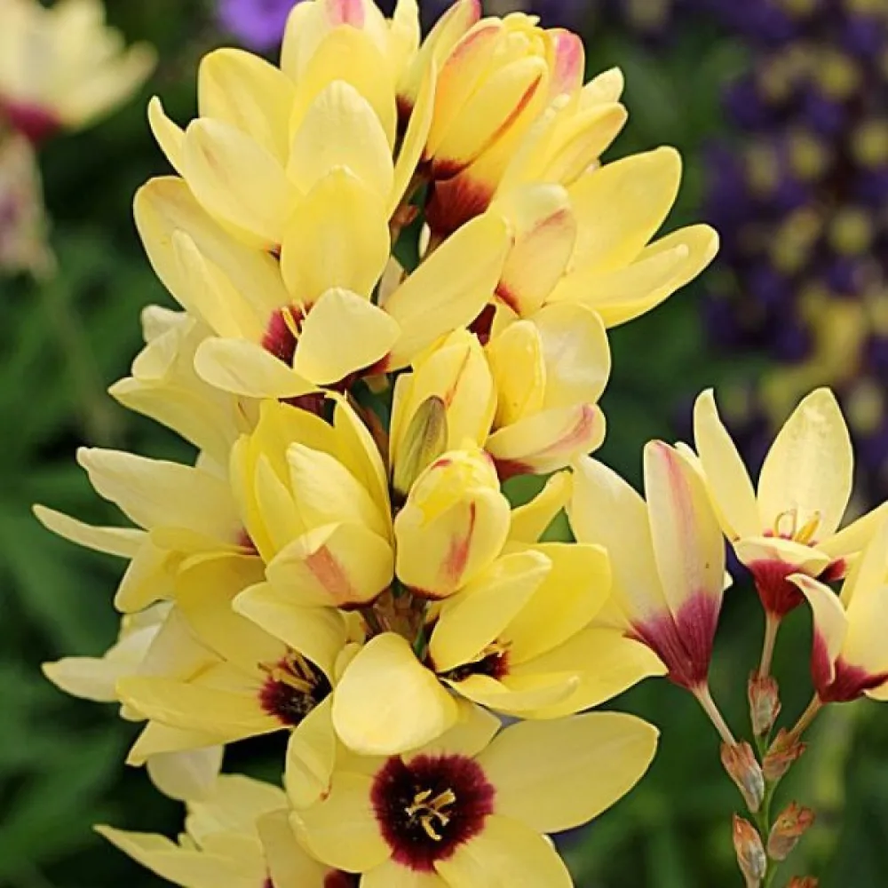 Ixie YELLOW EMPEROR (žlutá)