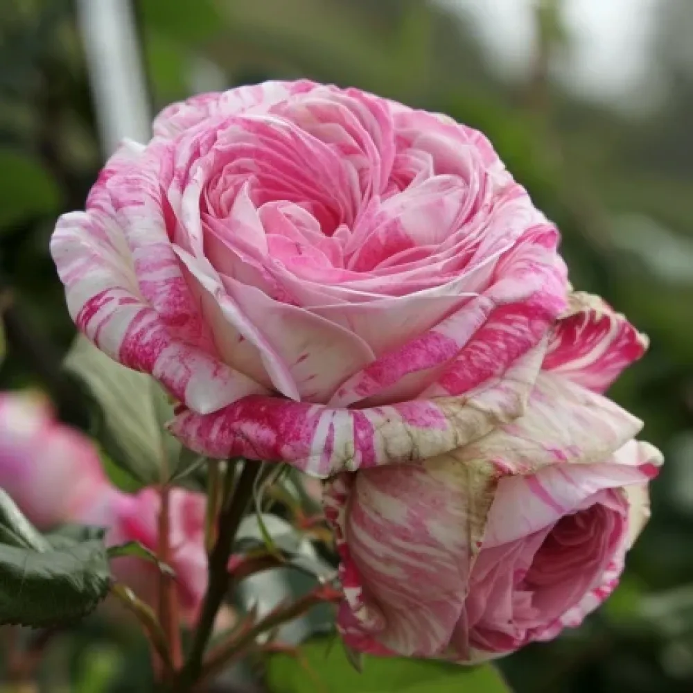 Růže Floral Whirl – prostokořenná