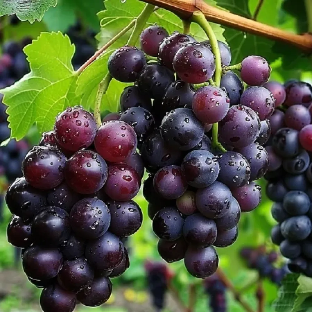 Vinná réva Sijana – červená stolní odrůda hroznů – pozdně zrající