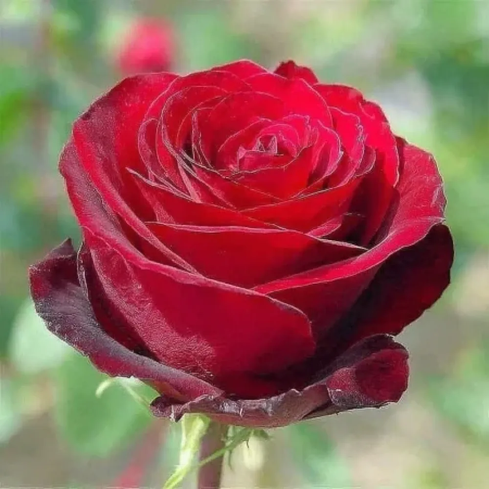 Růže Ruby Eternity Rose – prostokořenná