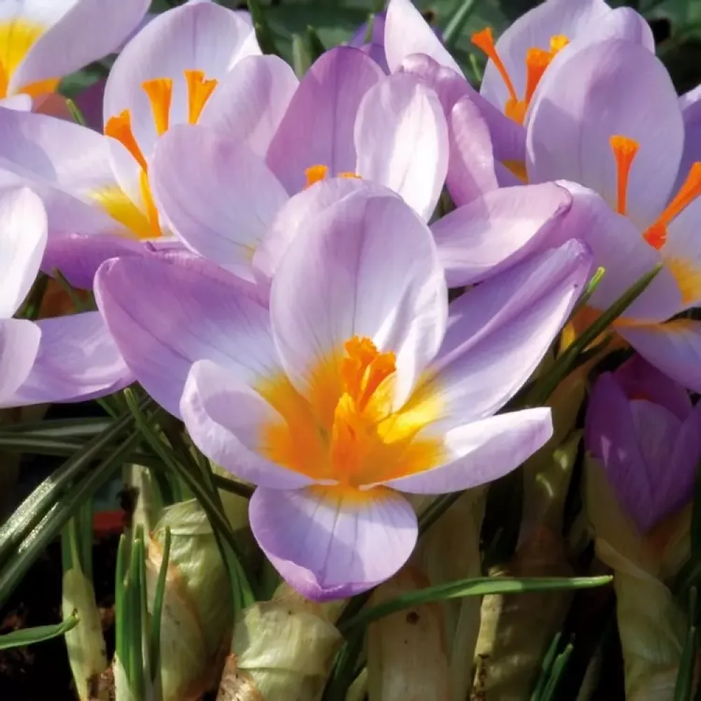 Krokus Firefly (fialový)