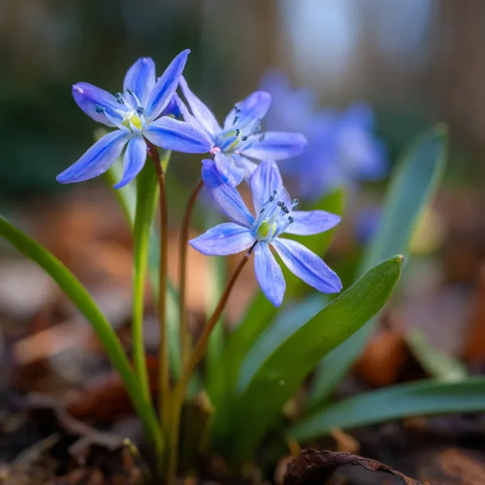 Ladoňka bifolia Blue (modrá)