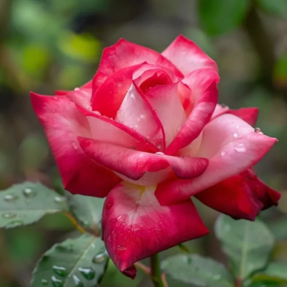 Růže Summer Melody – prostokořenná