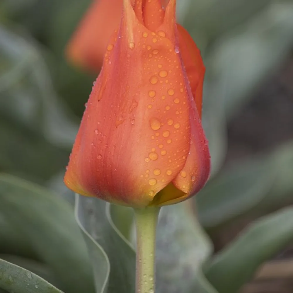 Tulipán Miramare (oranžový)