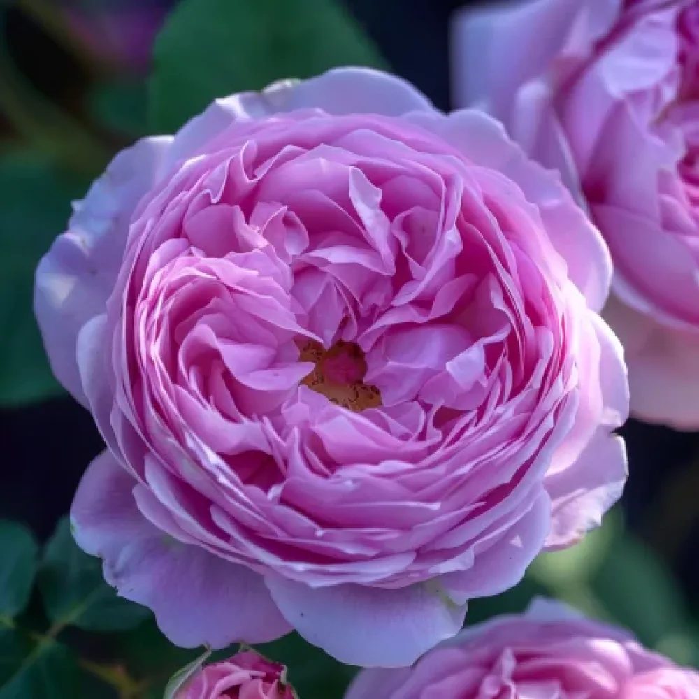 Růže Pink Magic – prostokořenná