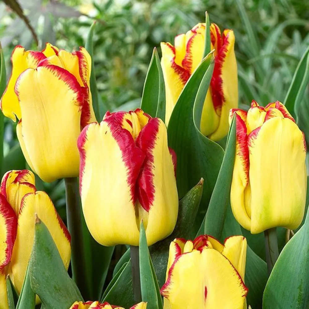 Tulipán Cape town (červený)