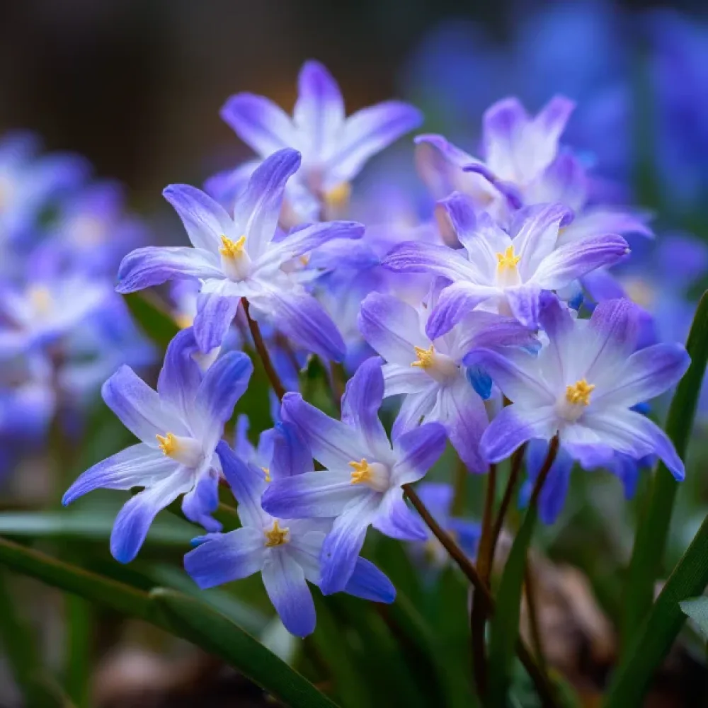 Ladonička Forbesii (modrá)