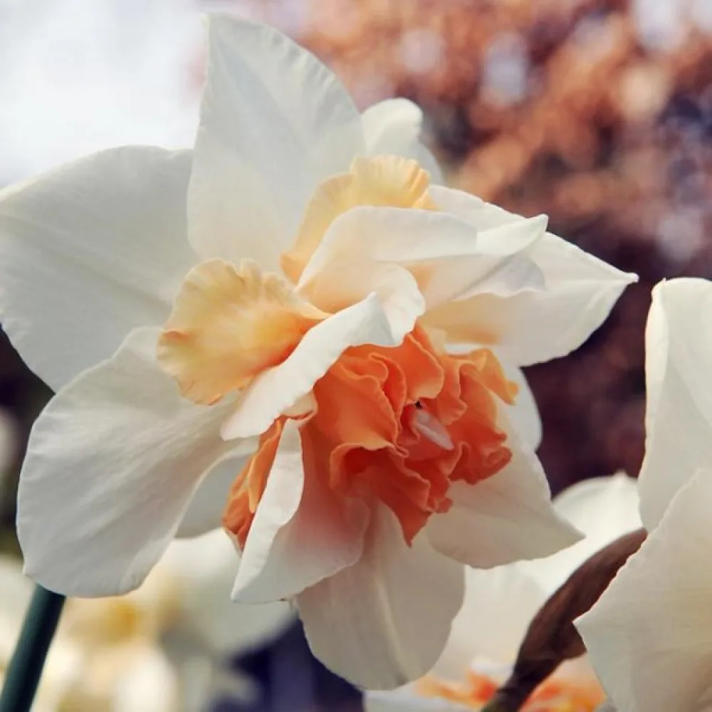 Narcis Replete (plnokvětý)