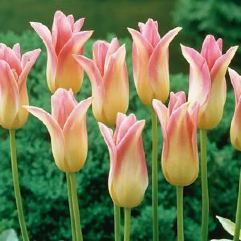 Tulipán Elegant Lady
