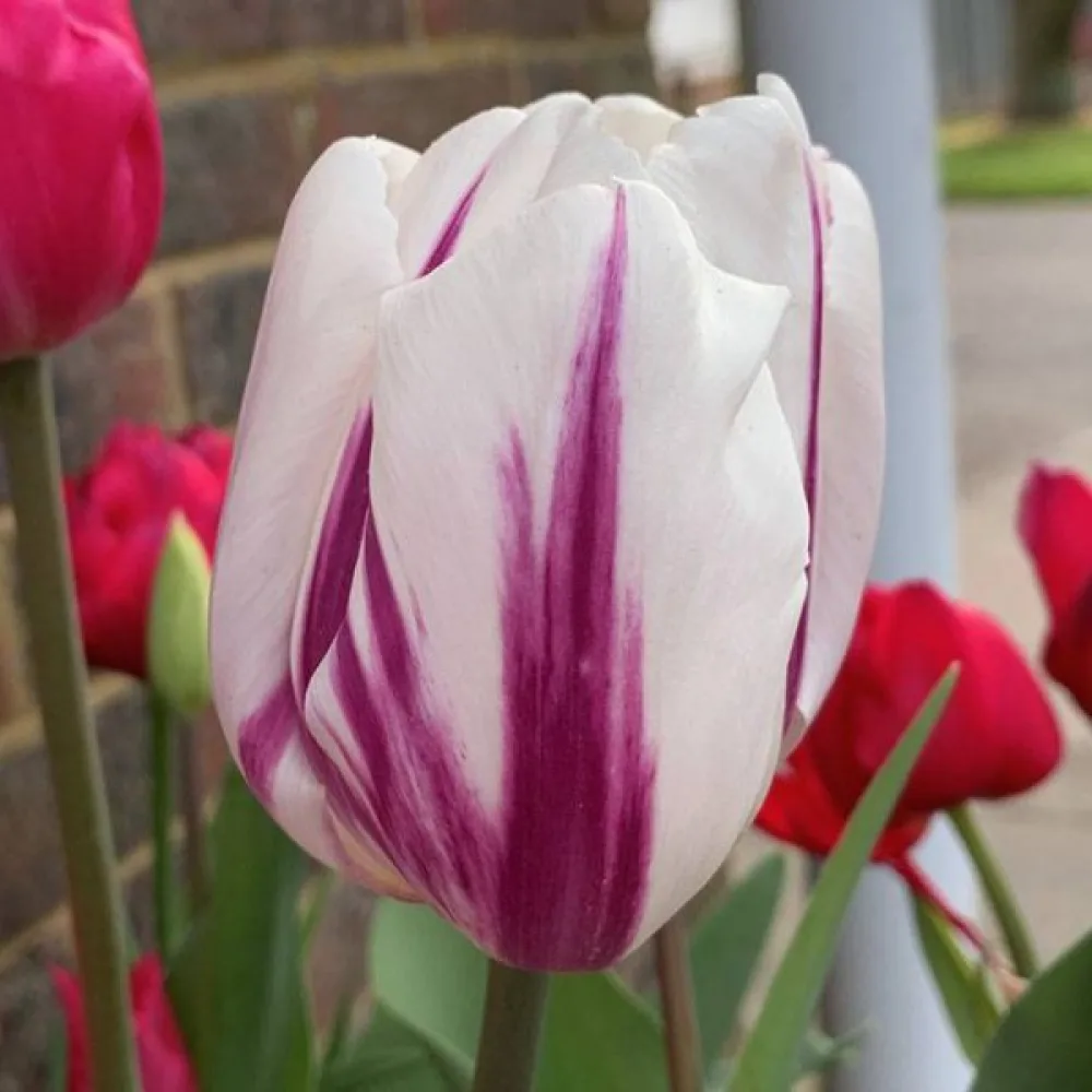 Tulipán Happy Feet (zelený)