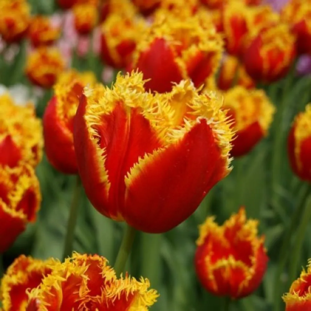 Tulipán Davenport (žlutý)