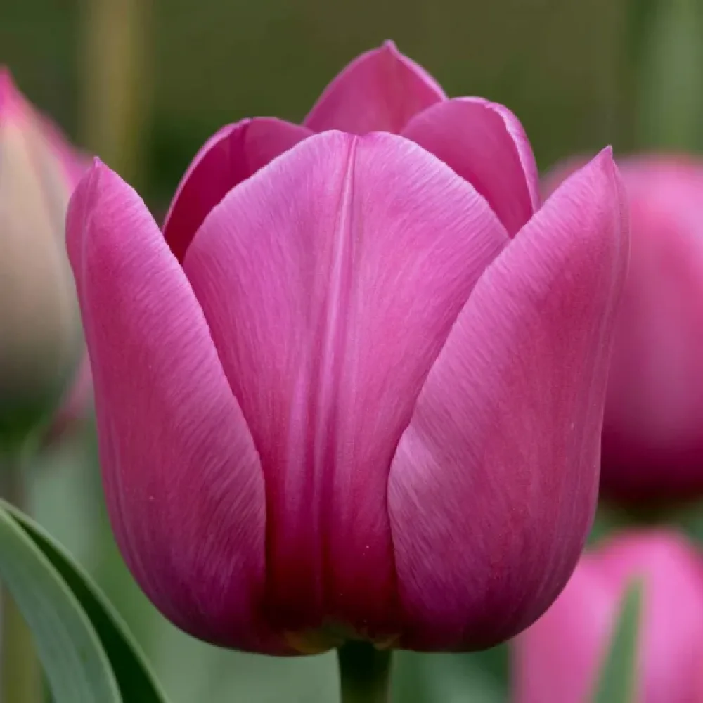 Tulipán Roeska Rimini (fialový)