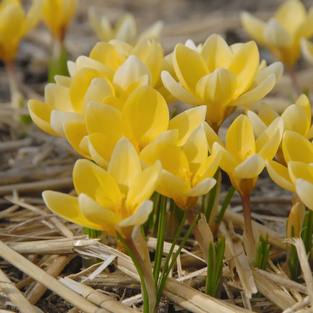 Krokus Romance (krémový)