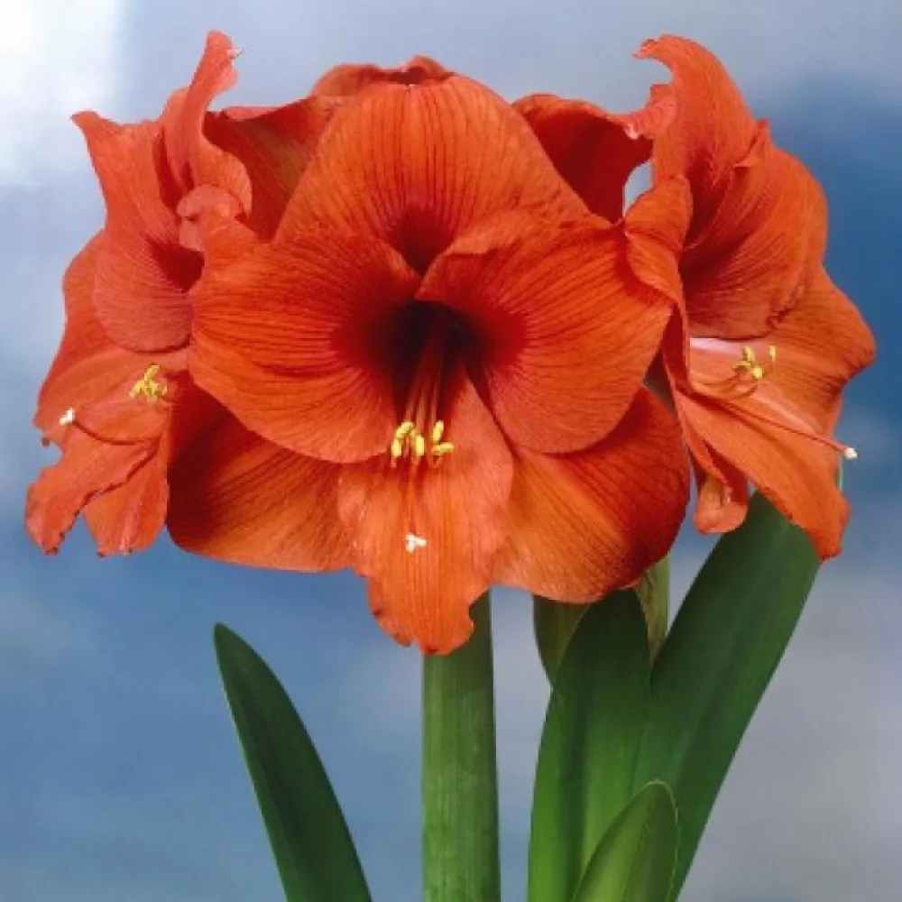 Amarylis ORANGE SOUVEREIGN (oranžový)