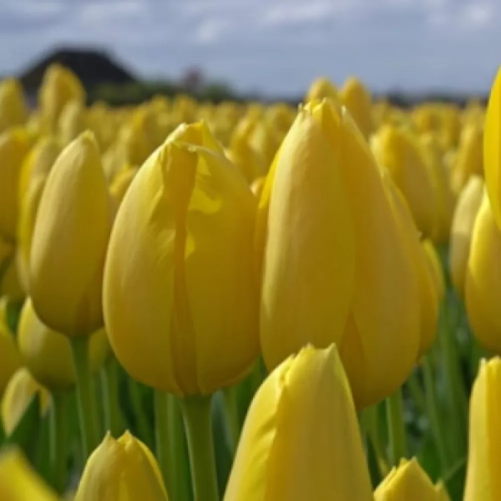 Tulipán Muscadet (žlutý)