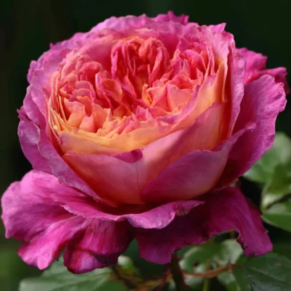 Růže Něžný růžový flirt – prostokořenná