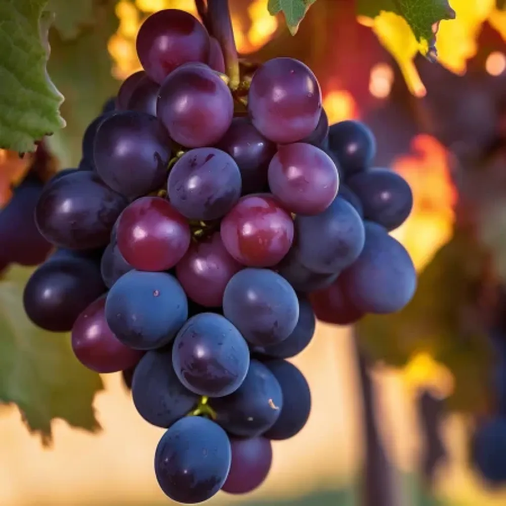 Vinná réva odrůda Regent – červená moštová, odolná – pozdně zrající