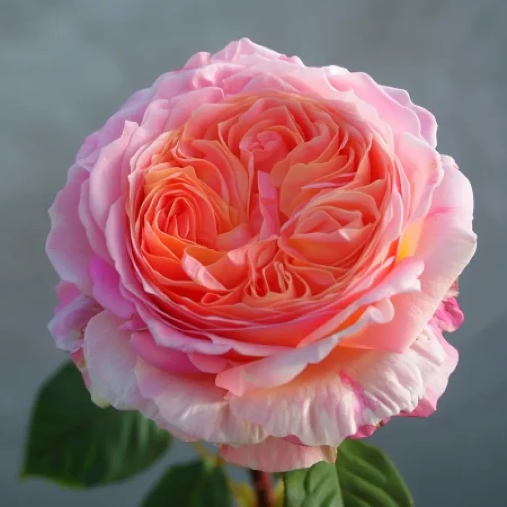 Růže Perlová rosa – prostokořenná