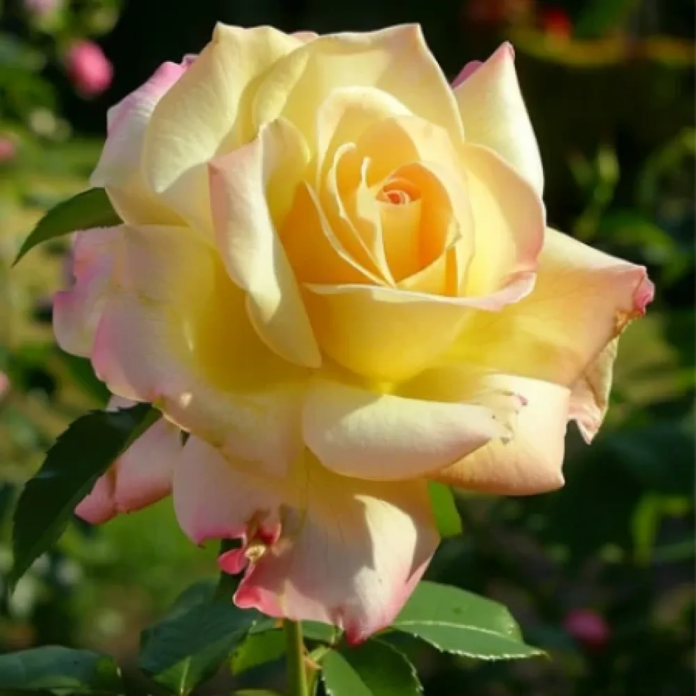 Růže Golden Rose Dream – prostokořenná