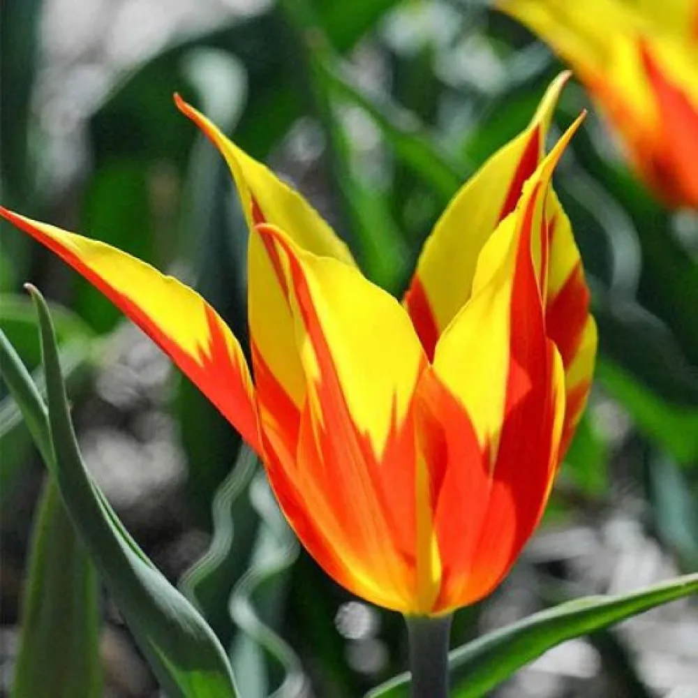 Tulipán Fire Wings