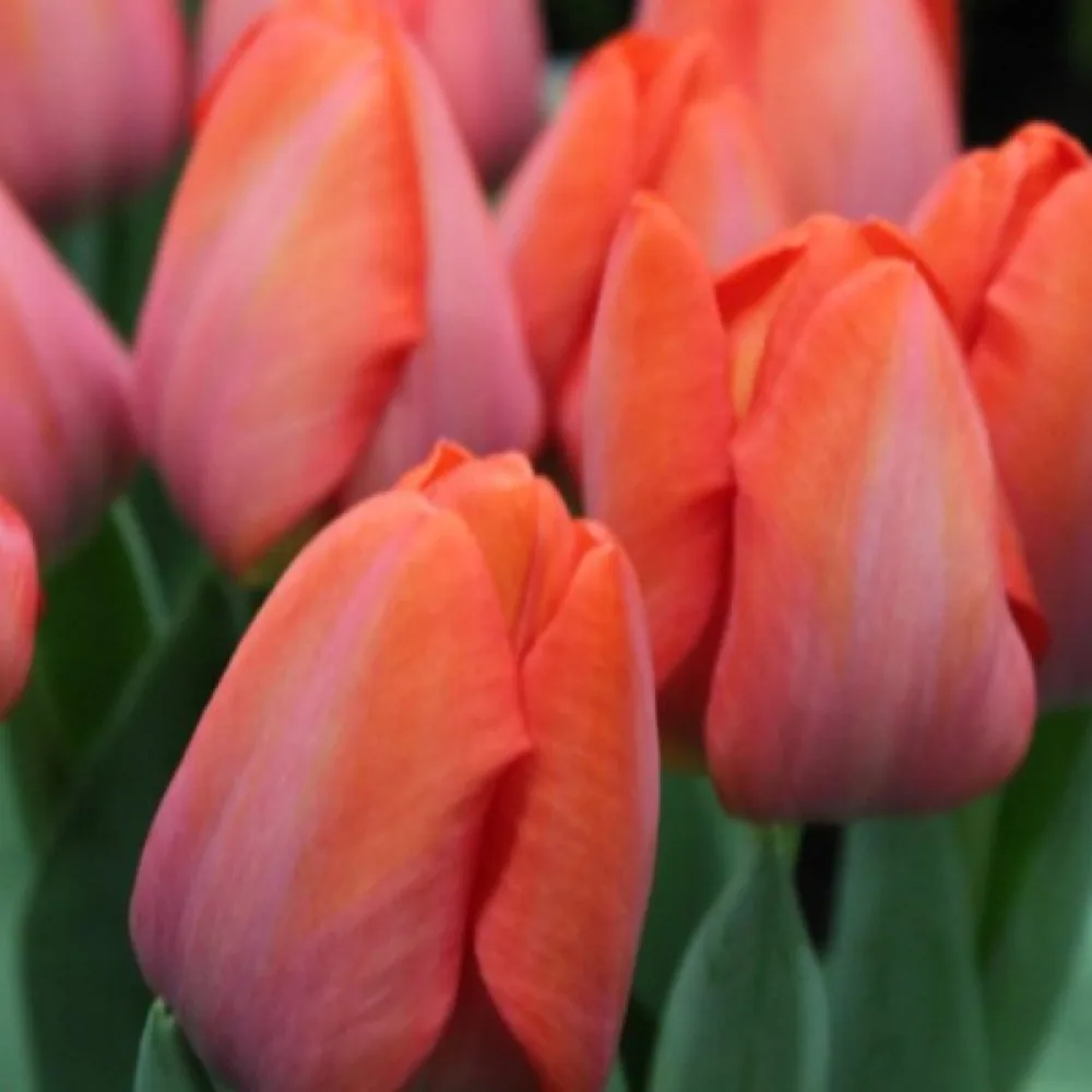 Tulipán Orange Van Eijk (oranžový)