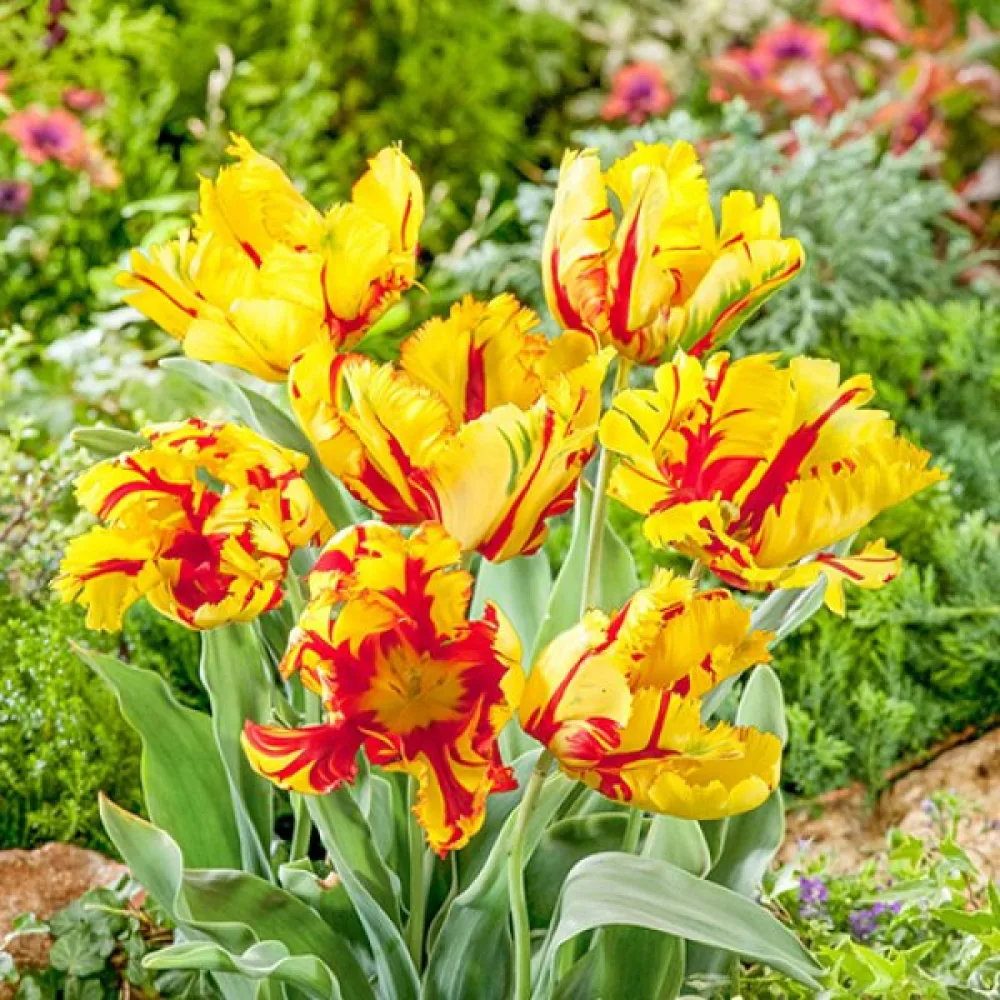 Tulipán Texas Flame