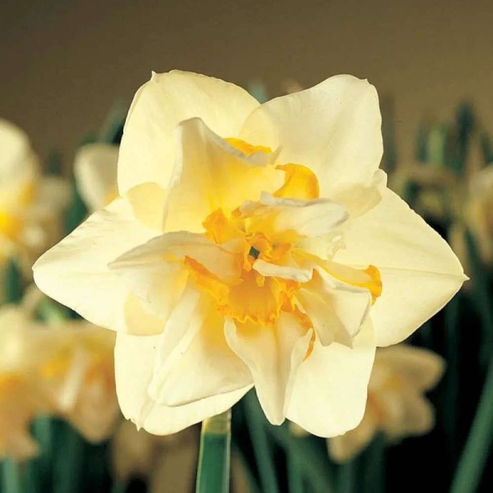 Narcis White Lion