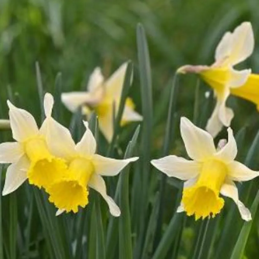 Narcis Lobularis (žlutý)
