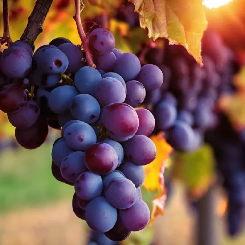 Vinná réva odrůda Regent – červená moštová, odolná – pozdně zrající