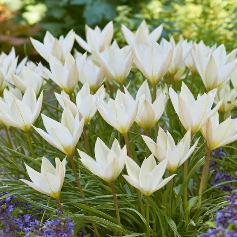 Tulipán Sylvia Clusiana bis (vínový)