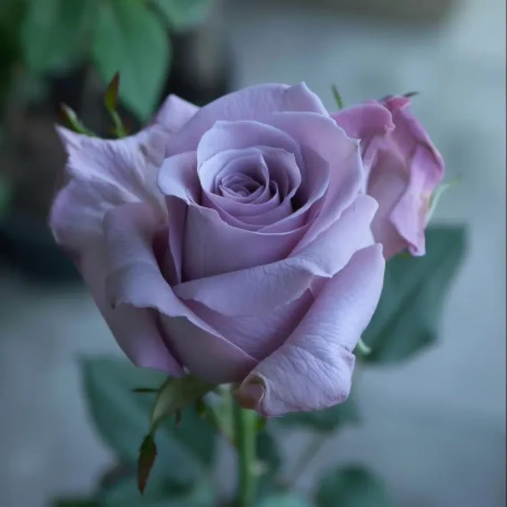 Růže Blooming Symphony – prostokořenná