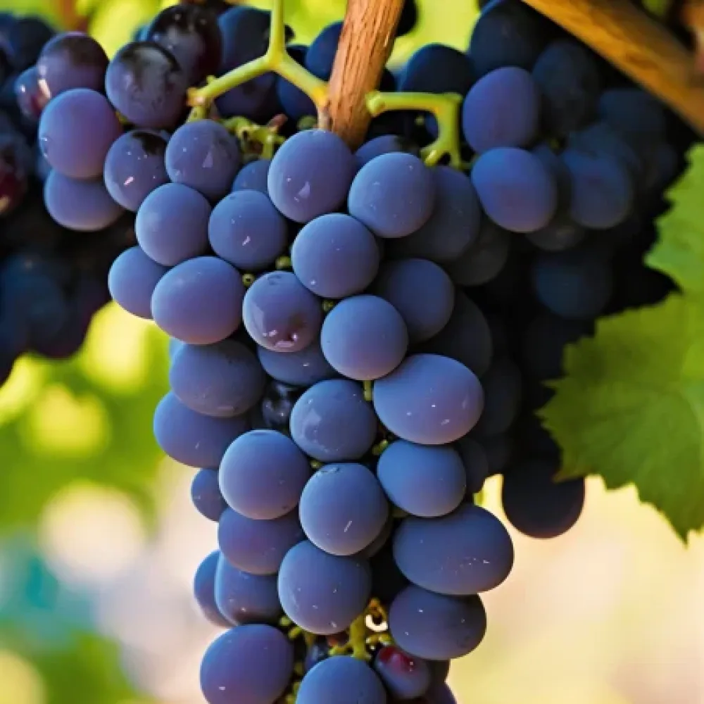 Vinná réva odrůda Pinot noir, červená moštová – raně zrající