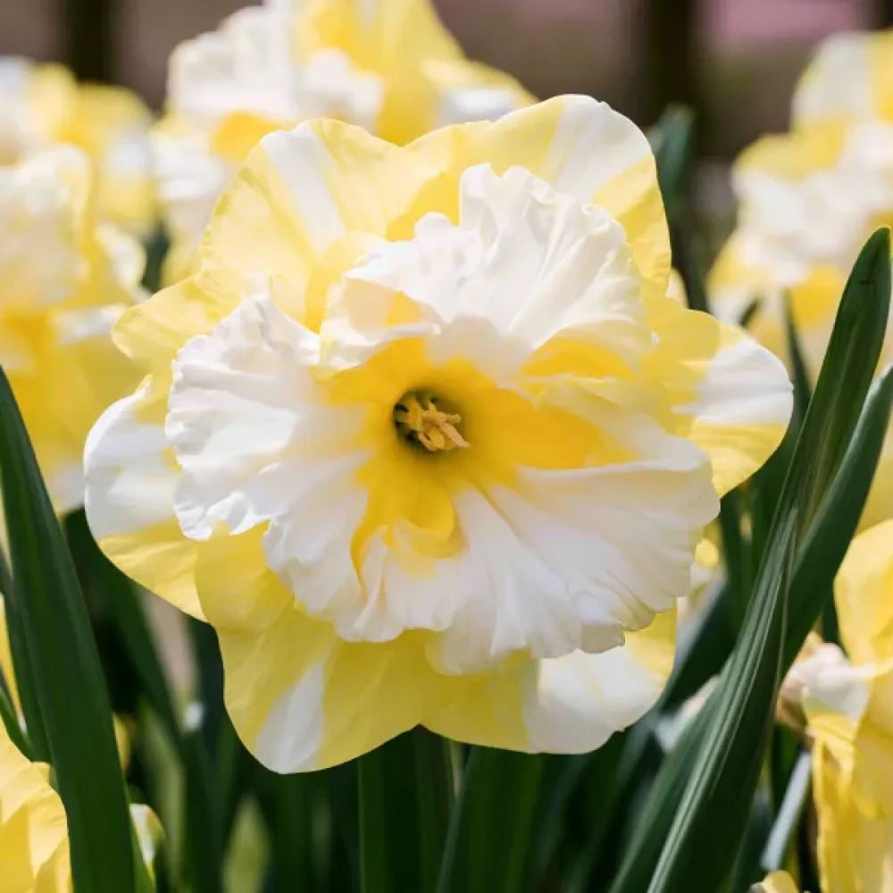 Narcis Cassata (krémový)
