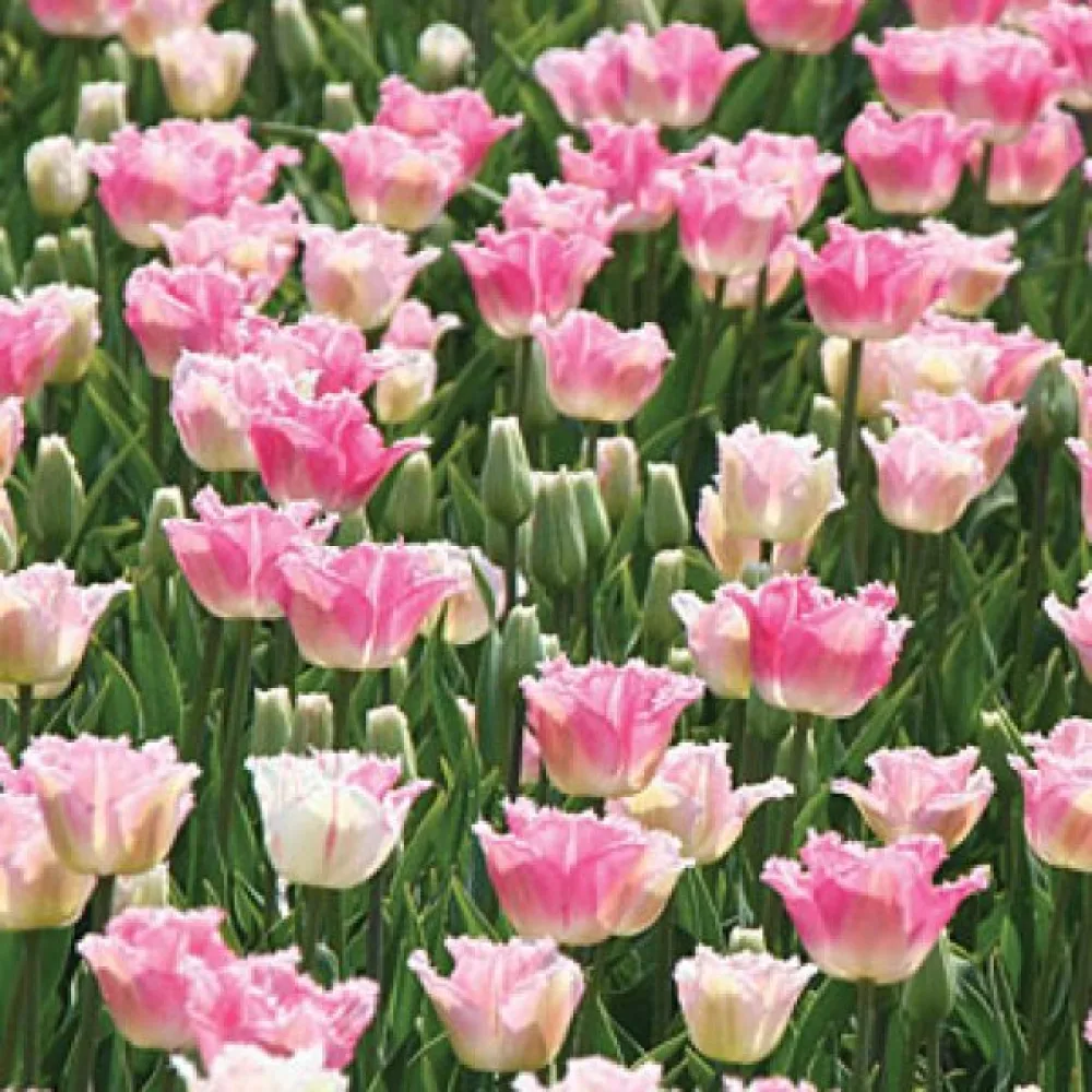 Tulipán Izumi (růžový)
