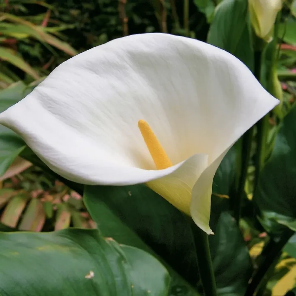 Kala Aethiopica (bílá)