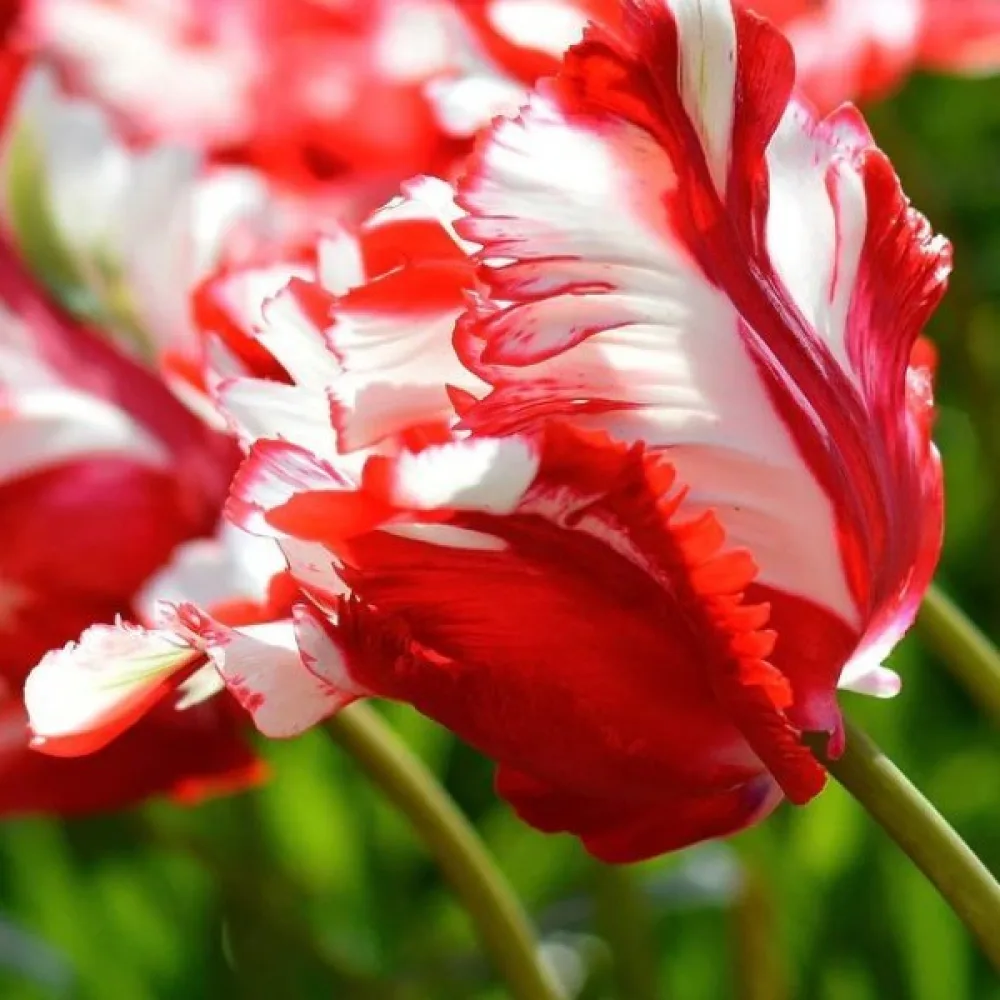 Tulipán Estella Rijnveld (pestrý)