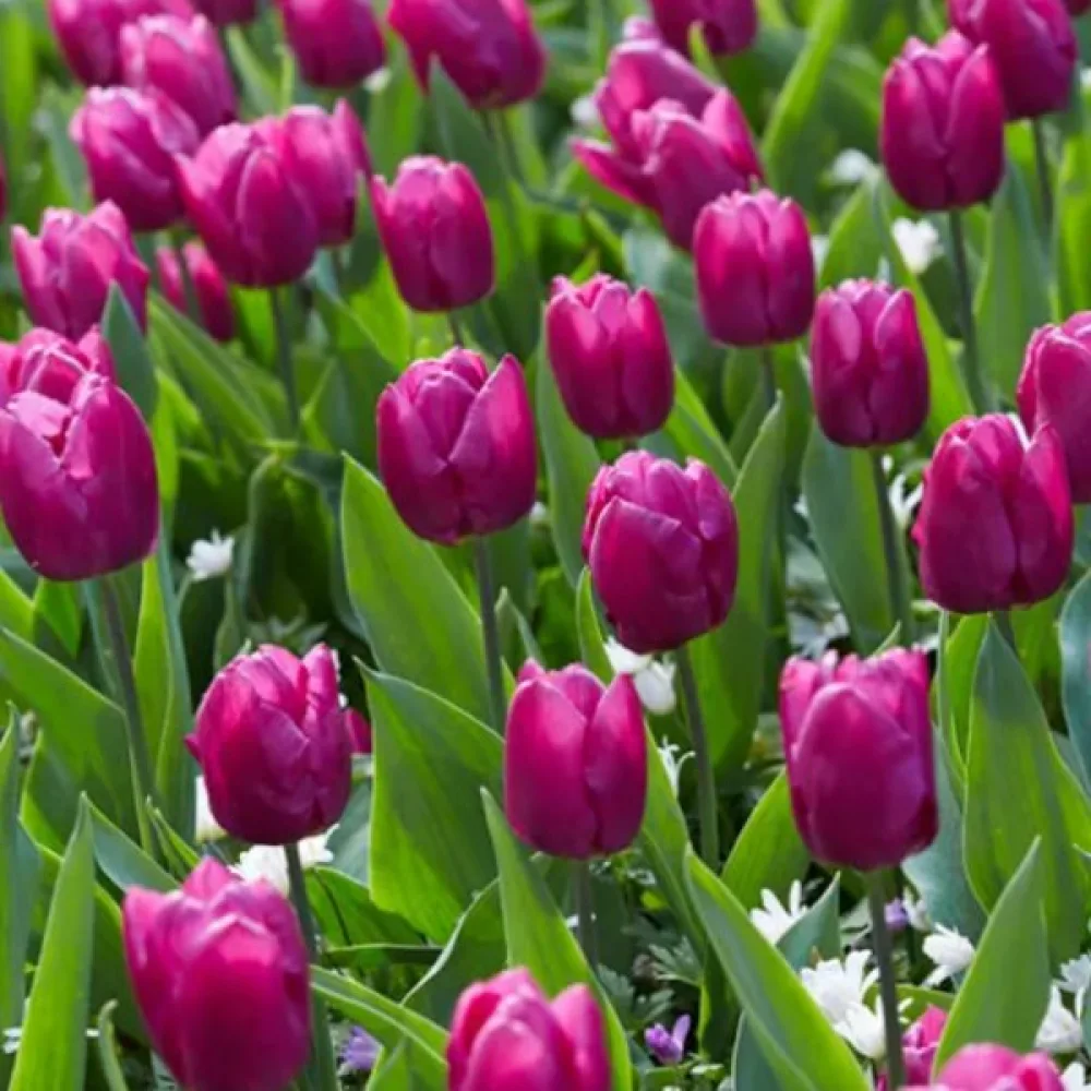 Tulipán Purple Prince (fialový)