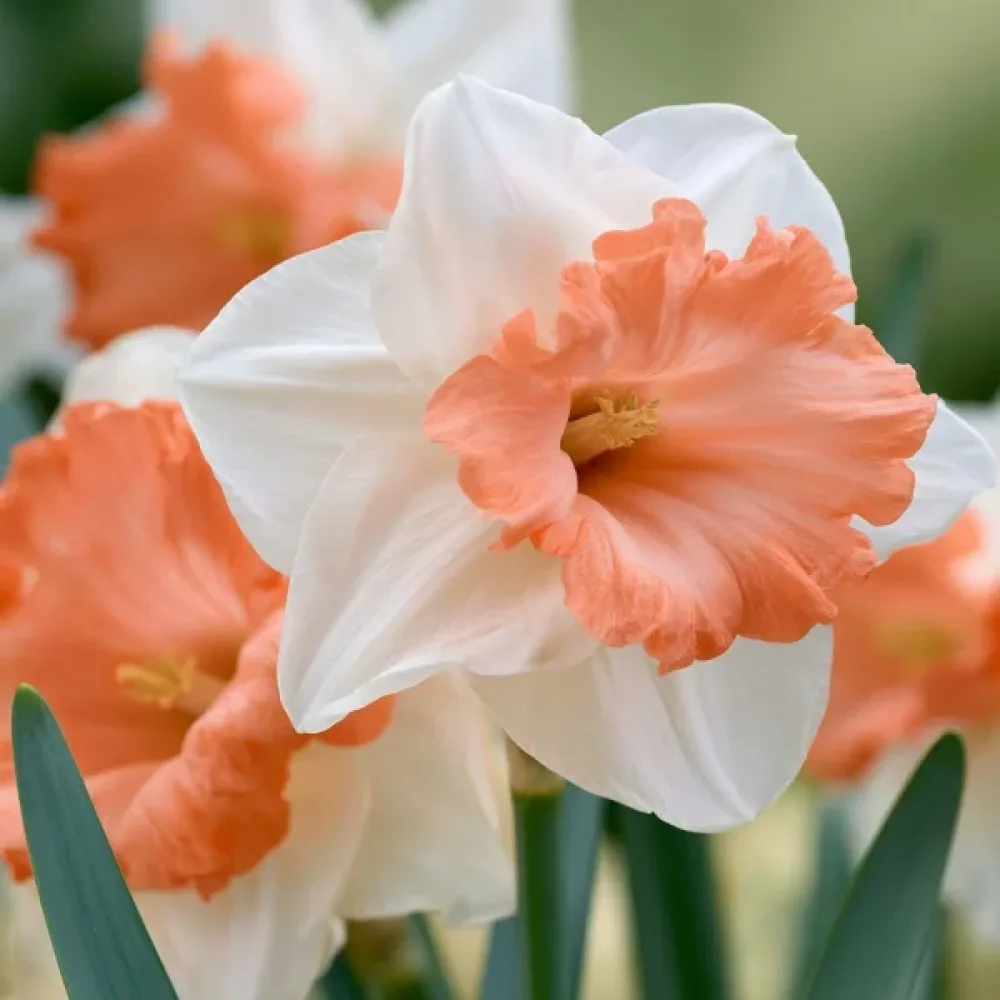Narcis Accent (broskvový)