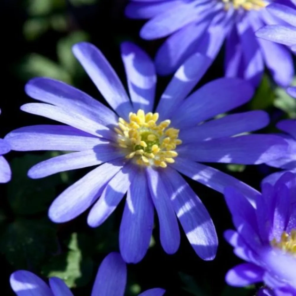 Sasanka Blue shades blanda (modrá)