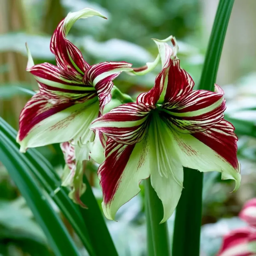 Amarylis Papillio (pestrobarevný)
