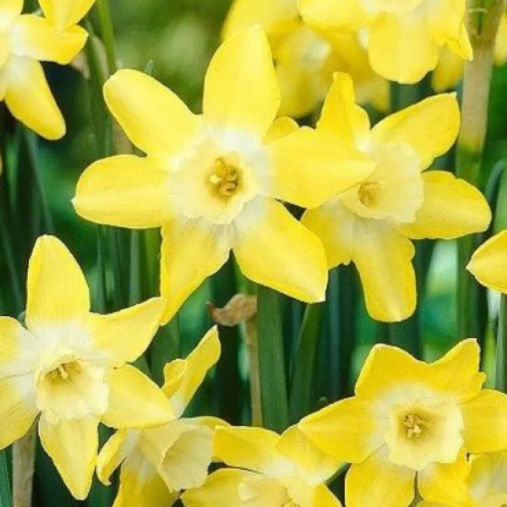 Narcis Verdin (zářivý)