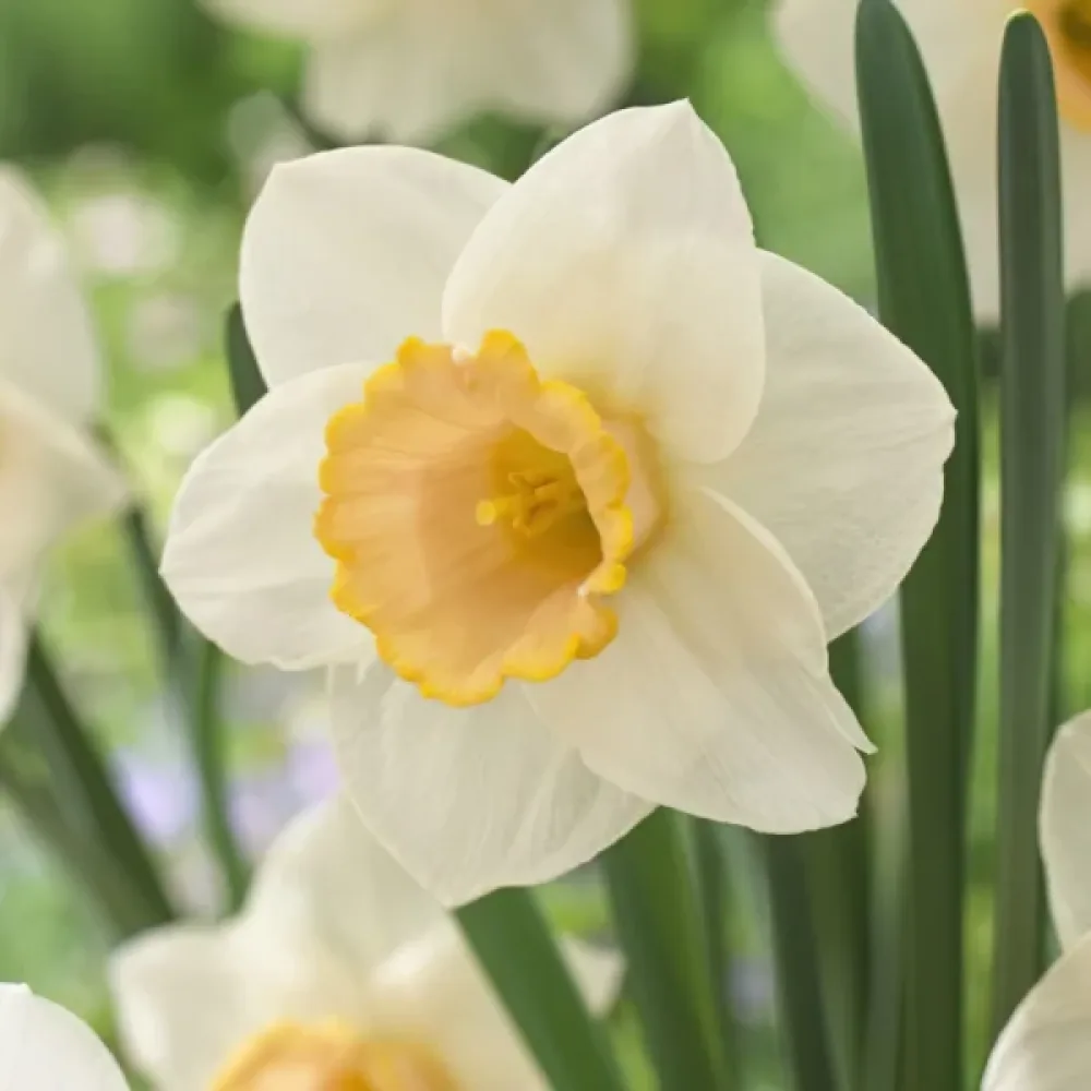 Narcis Salome (růžový)