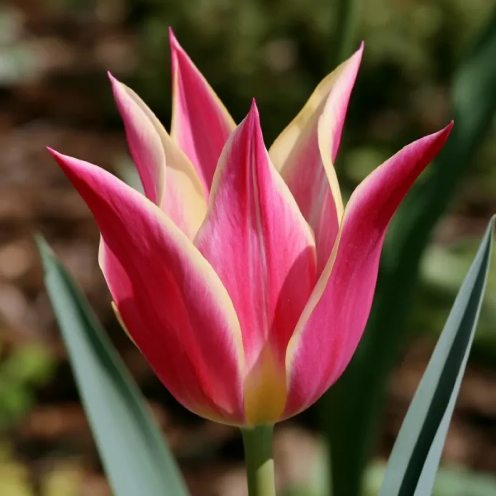 Tulipán Love Story