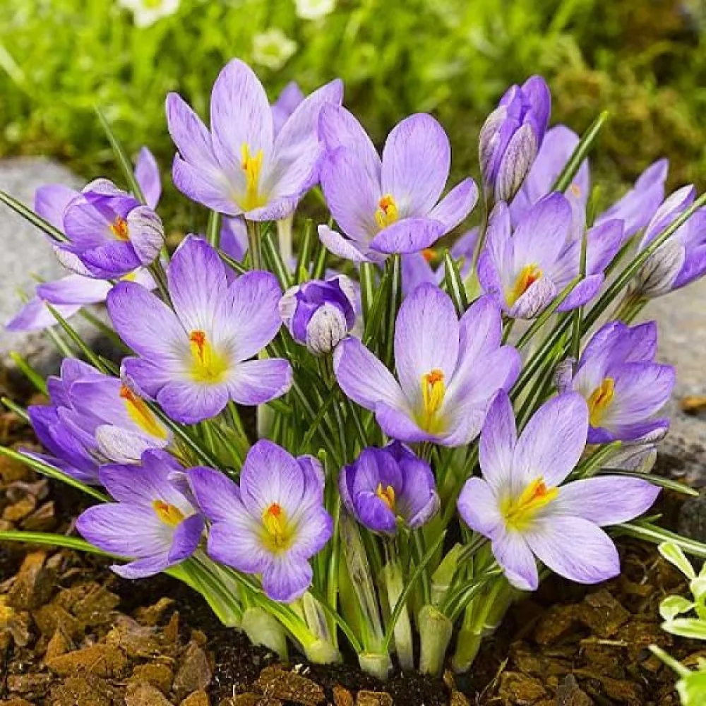 Krokus Etruscus Zwanenburg (žlutý)