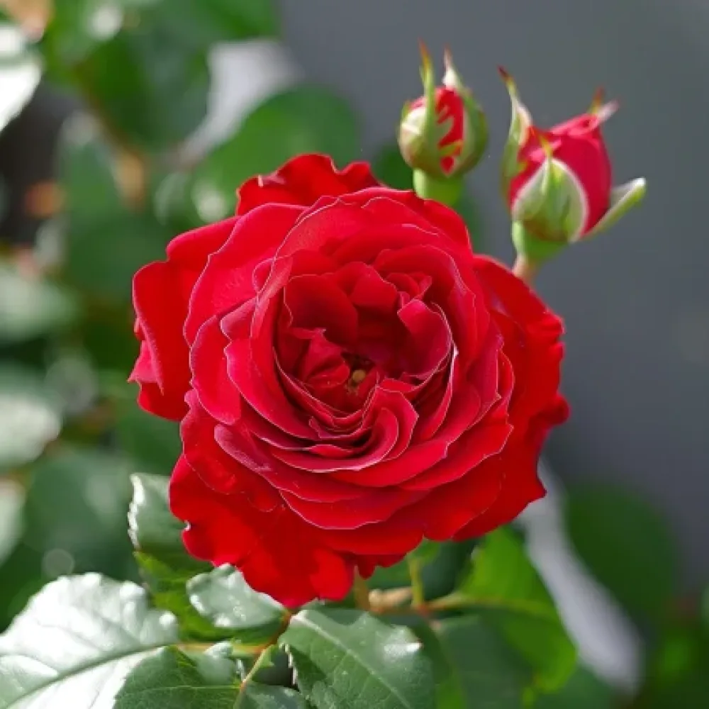 Růže Red Radiance – prostokořenná