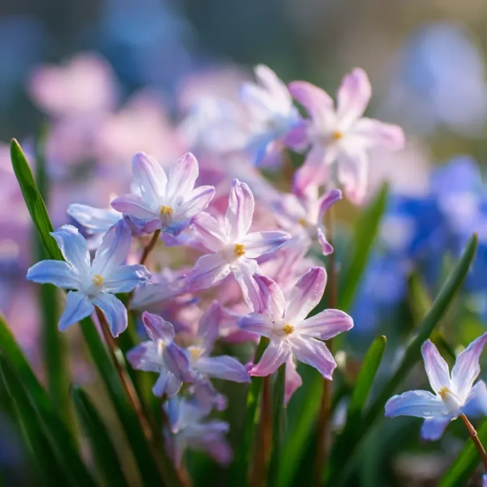 Ladonička Rosea (růžová)