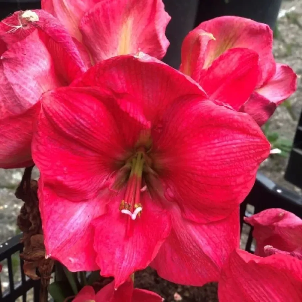Amarylis Pink Rival (růžový)
